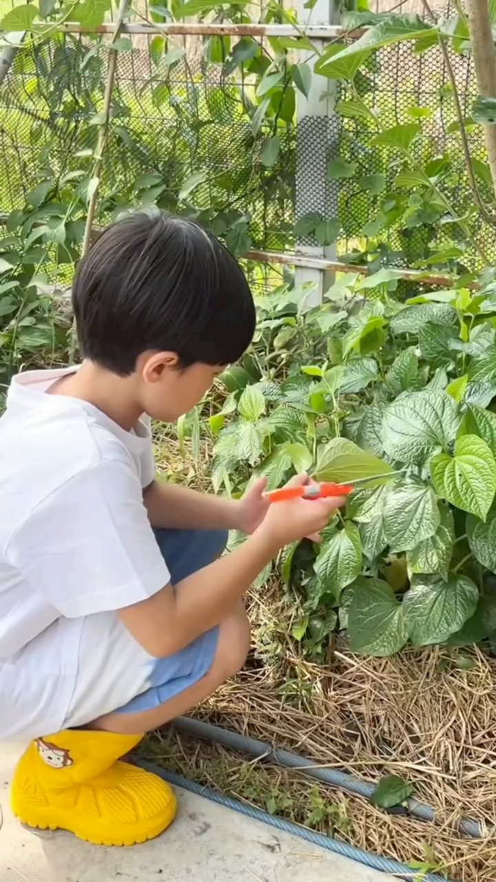 ชมพู่ อารยา