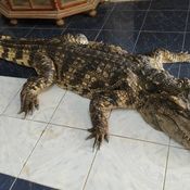 กรรณิการ์/พิษณุโลก/พิษณุโลก ปิดตำนาน ไอ้ทอง จระเข้เฝ้าบ้าน 30 ปี เจ้าของร่ำไห้ เตรียมสต๊าฟร่างเก็บไว้เคียงข้างตลอดไป