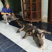 กรรณิการ์/พิษณุโลก/พิษณุโลก ปิดตำนาน ไอ้ทอง จระเข้เฝ้าบ้าน 30 ปี เจ้าของร่ำไห้ เตรียมสต๊าฟร่างเก็บไว้เคียงข้างตลอดไป