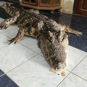 กรรณิการ์/พิษณุโลก/พิษณุโลก ปิดตำนาน ไอ้ทอง จระเข้เฝ้าบ้าน 30 ปี เจ้าของร่ำไห้ เตรียมสต๊าฟร่างเก็บไว้เคียงข้างตลอดไป