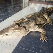 กรรณิการ์/พิษณุโลก/พิษณุโลก ปิดตำนาน ไอ้ทอง จระเข้เฝ้าบ้าน 30 ปี เจ้าของร่ำไห้ เตรียมสต๊าฟร่างเก็บไว้เคียงข้างตลอดไป