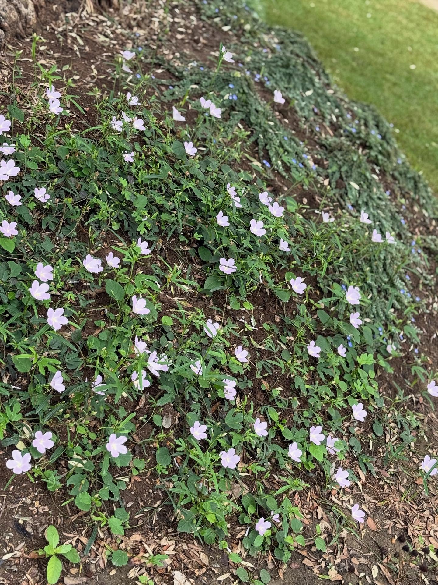 ญาญ่า อุรัสยา