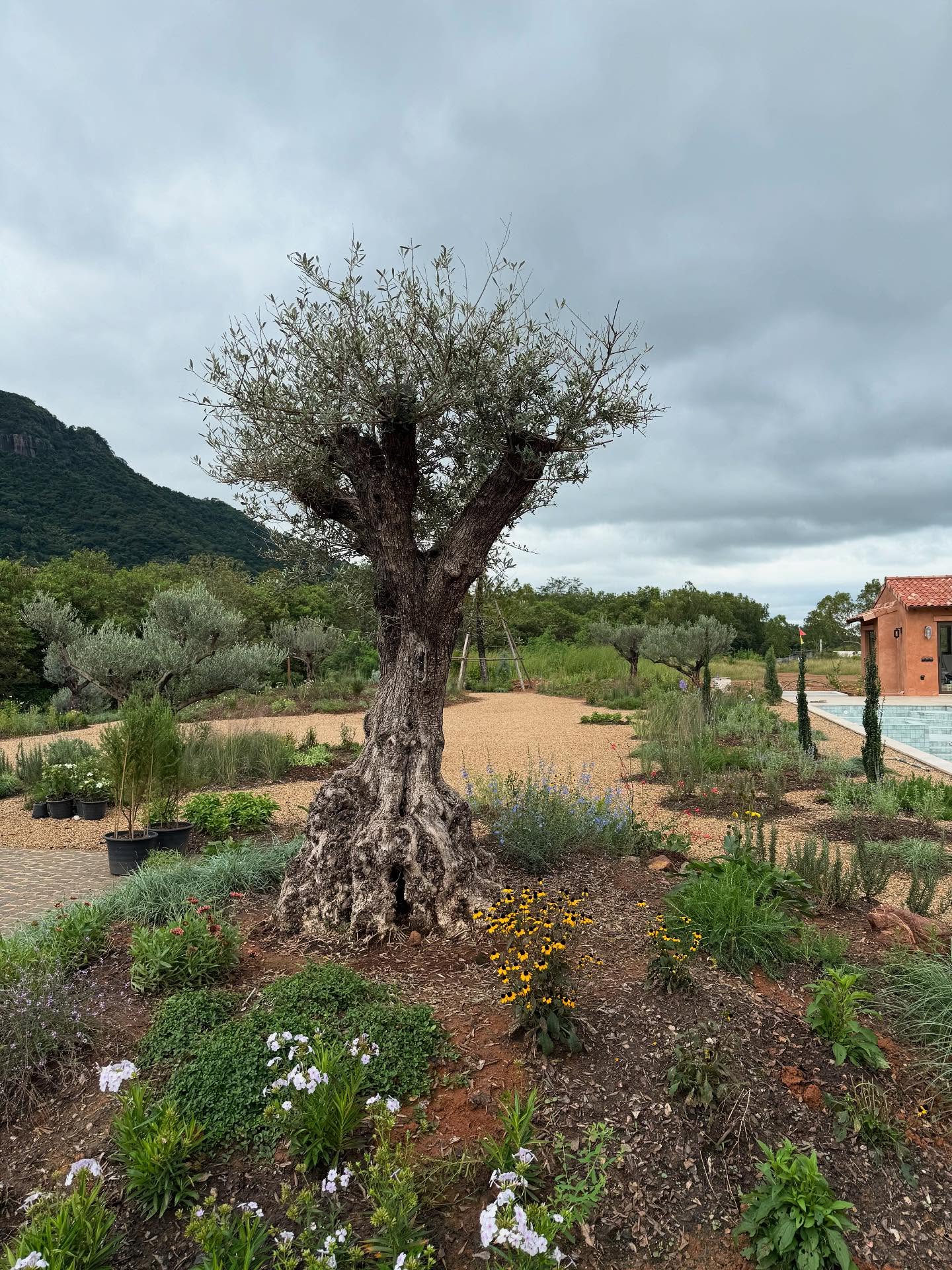 ญาญ่า อุรัสยา