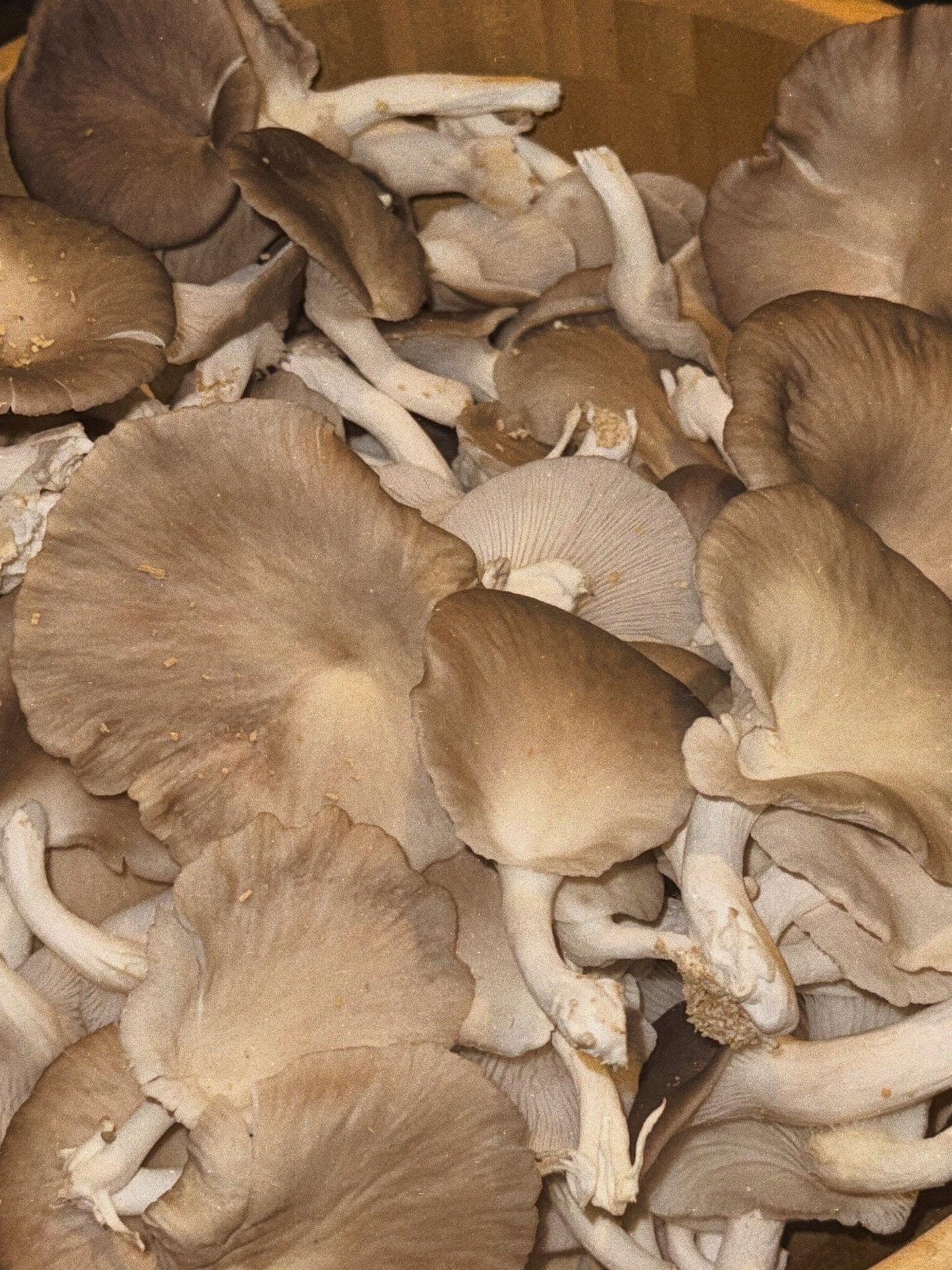 ใบเฟิร์น พิมพ์ชนก