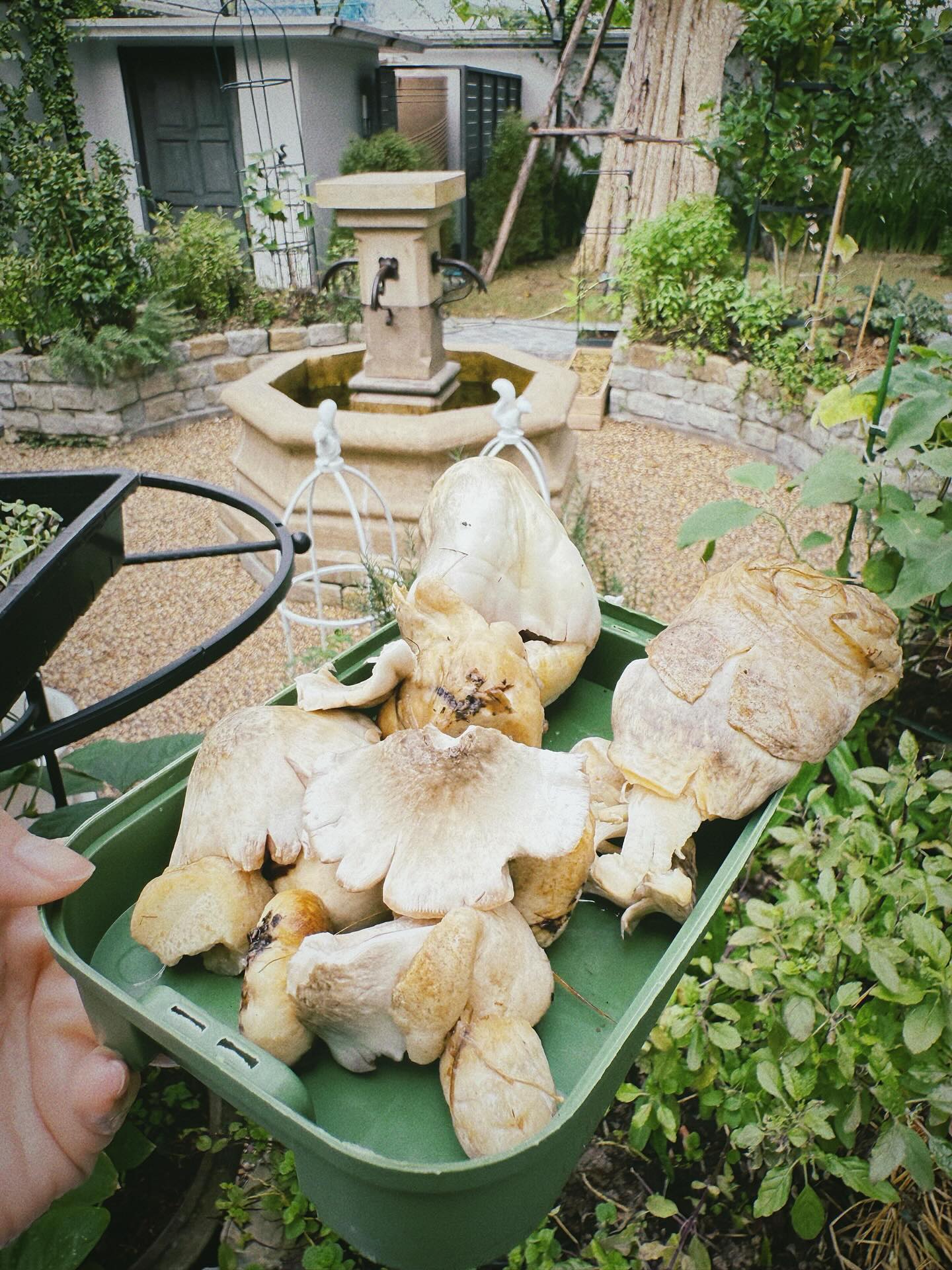 ใบเฟิร์น พิมพ์ชนก