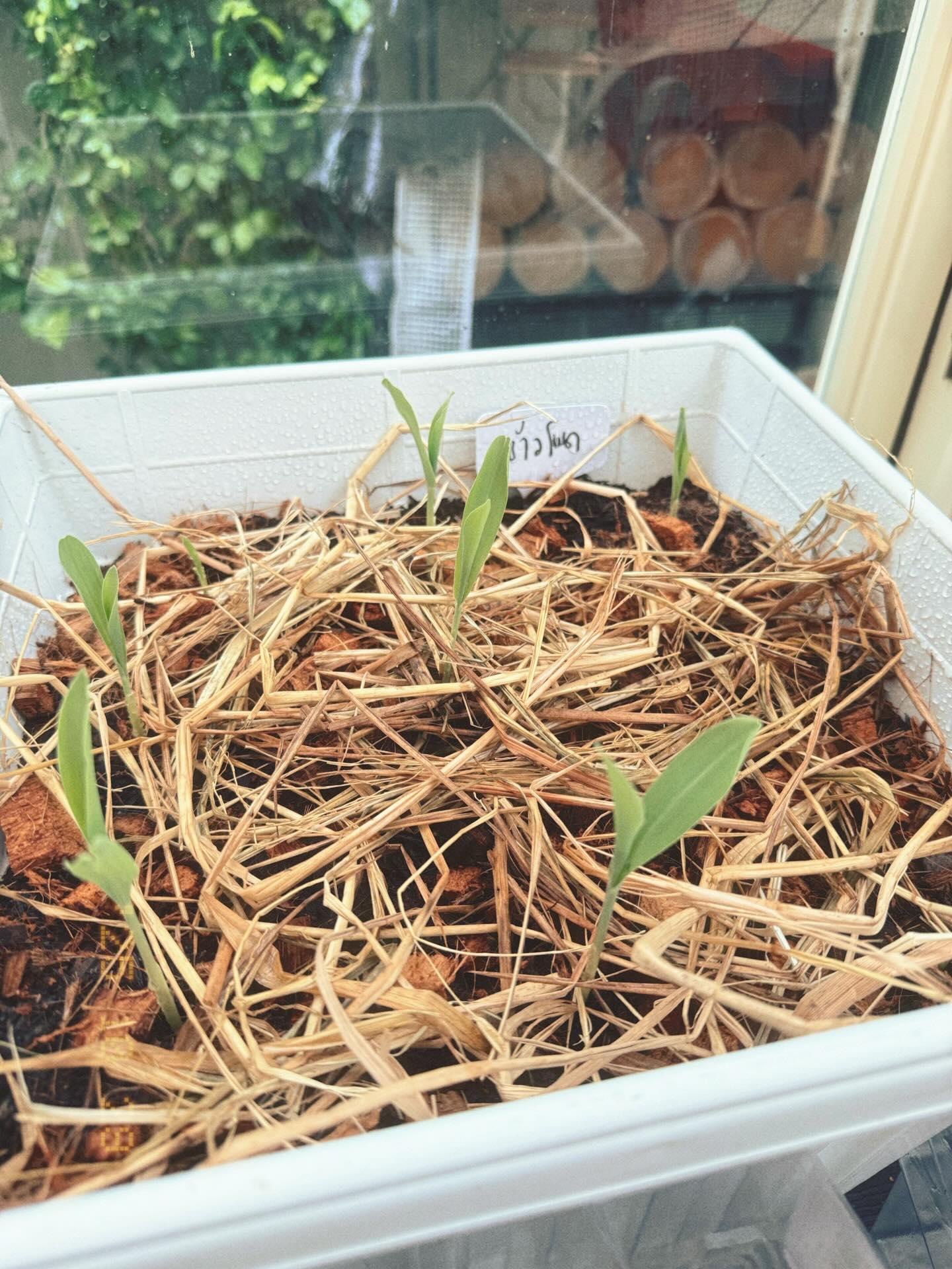 ใบเฟิร์น พิมพ์ชนก