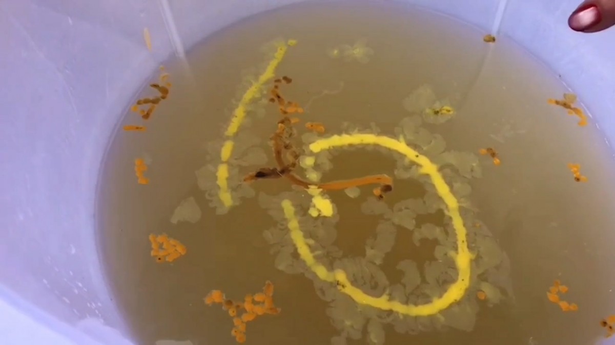 ---สุรินทร์-ขอหวยสุดแปลก จุดเทียนหยดใส่น้ำมนต์ ปิดฝาถัง ชาวบ้านแห่ส่องเลขเด็ดเสี่ยงโชคงวดที่จะถึง