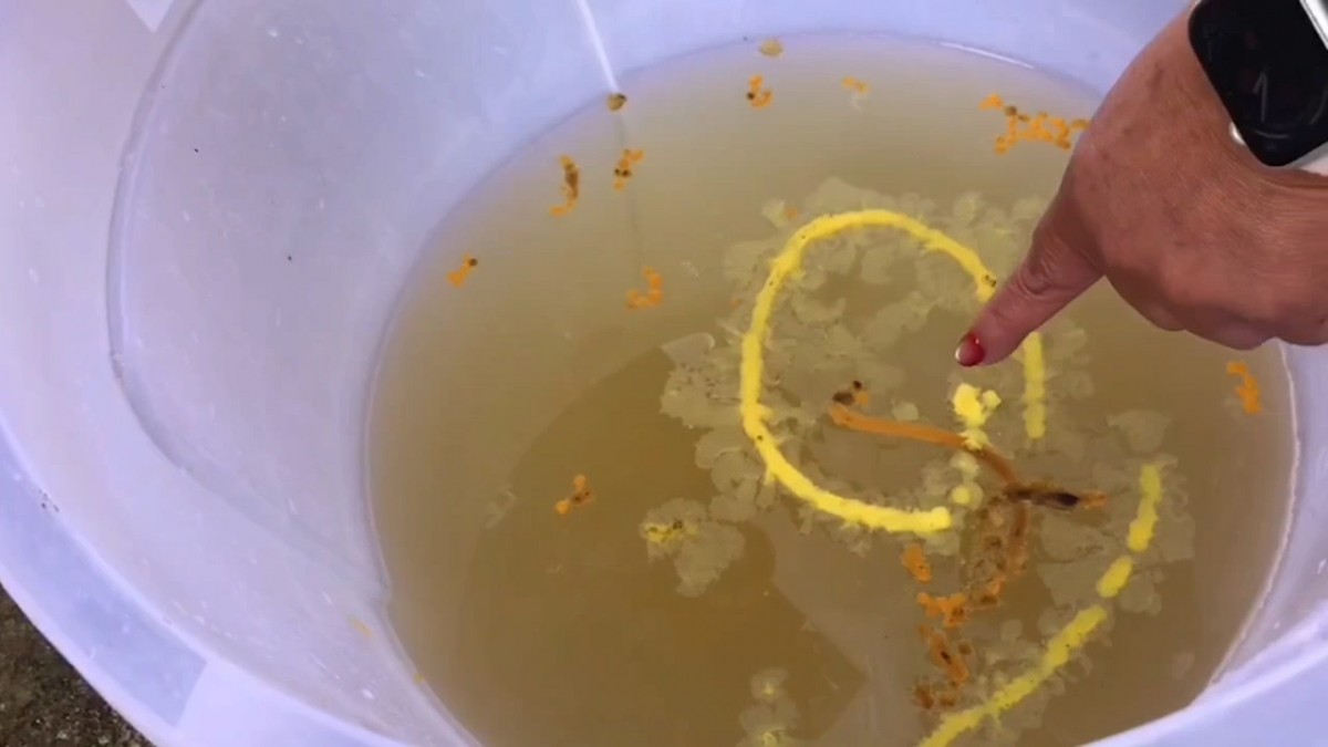 ---สุรินทร์-ขอหวยสุดแปลก จุดเทียนหยดใส่น้ำมนต์ ปิดฝาถัง ชาวบ้านแห่ส่องเลขเด็ดเสี่ยงโชคงวดที่จะถึง