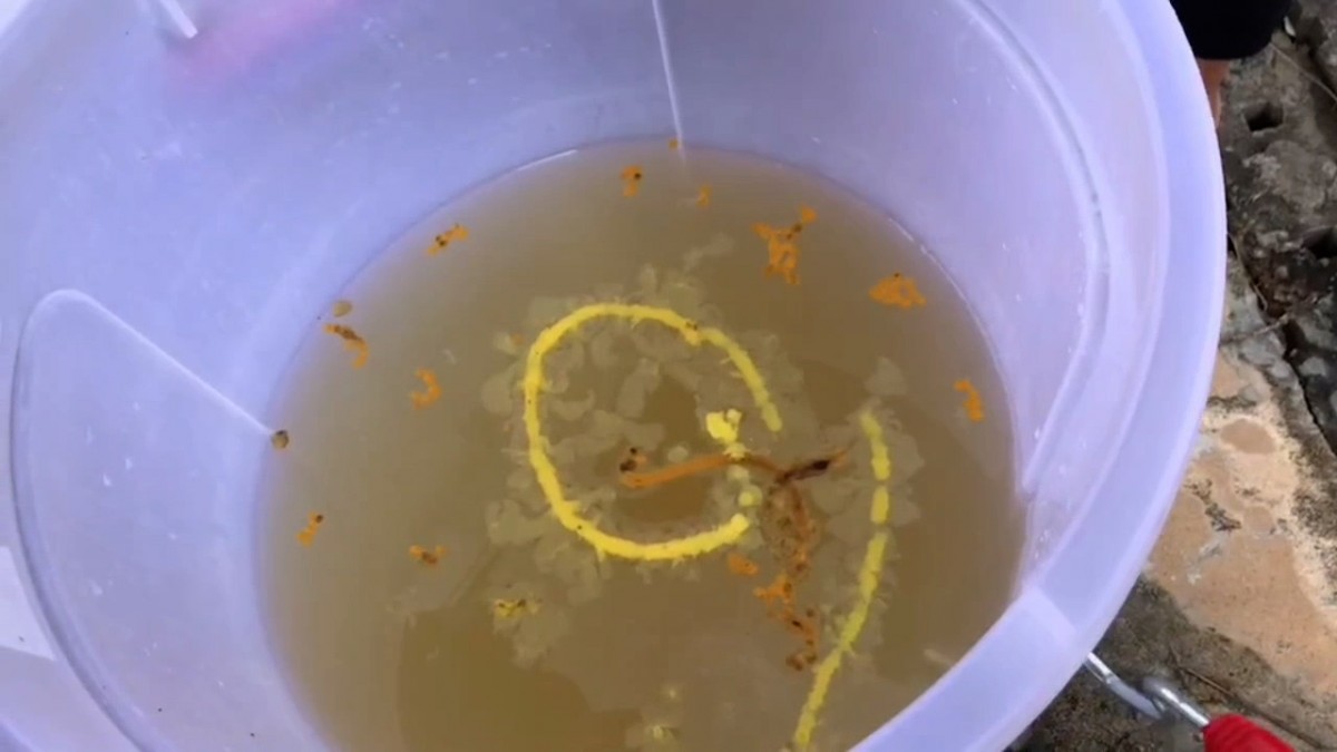 ---สุรินทร์-ขอหวยสุดแปลก จุดเทียนหยดใส่น้ำมนต์ ปิดฝาถัง ชาวบ้านแห่ส่องเลขเด็ดเสี่ยงโชคงวดที่จะถึง