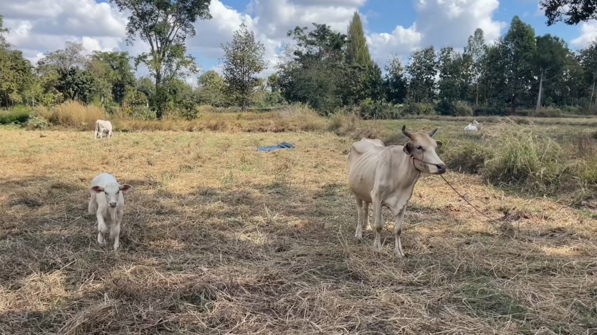 -สุรินทร์- ชีวิตคนชายแดน อาศัยท่อลอดถนน หลบกระสุนเขมร อพยพไปไหนไม่ได้ต้องอยู่ดูแลบ้านและสัตว์เลี้ยงตนเองและบ้านข้างเคียง อยากให้พื้นที่สงบโดยเร็ว จะได้ทำมาหากินกันได้ปกติ ไม่เชื่อฮุน เซน ไม่มีทางหยุดยิง ขณะที่หน้าแนวยังปะทะต่อเนื่อง