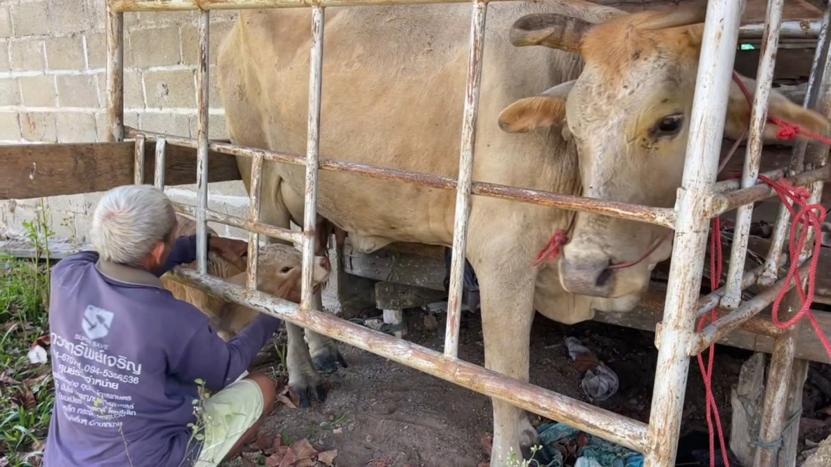 -สุรินทร์- ชีวิตคนชายแดน อาศัยท่อลอดถนน หลบกระสุนเขมร อพยพไปไหนไม่ได้ต้องอยู่ดูแลบ้านและสัตว์เลี้ยงตนเองและบ้านข้างเคียง อยากให้พื้นที่สงบโดยเร็ว จะได้ทำมาหากินกันได้ปกติ ไม่เชื่อฮุน เซน ไม่มีทางหยุดยิง ขณะที่หน้าแนวยังปะทะต่อเนื่อง