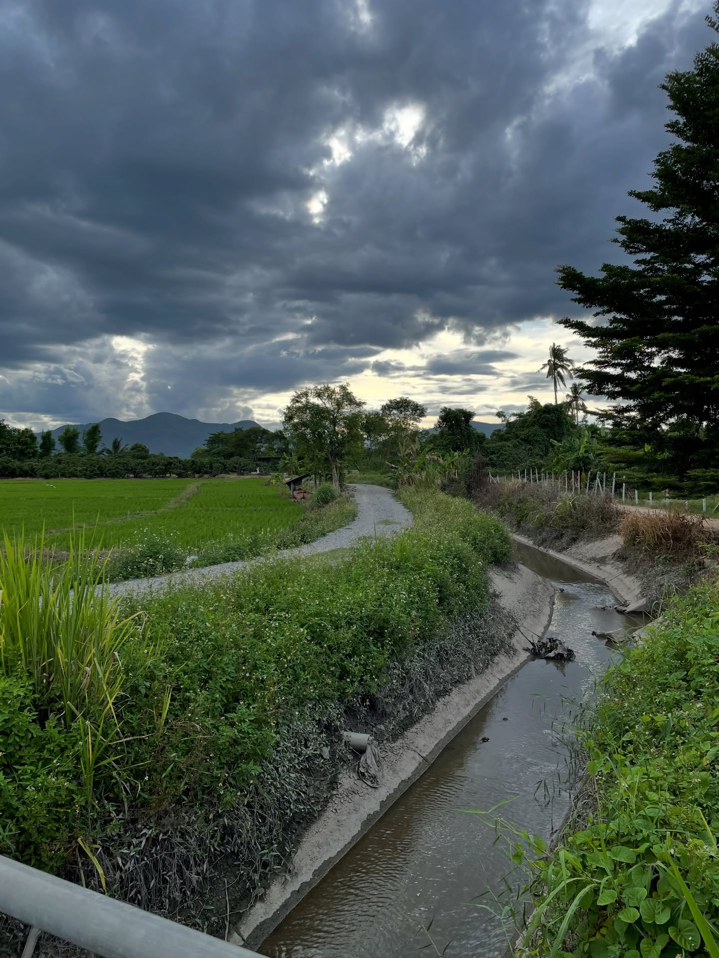 ซาร่า โฮเลอร์