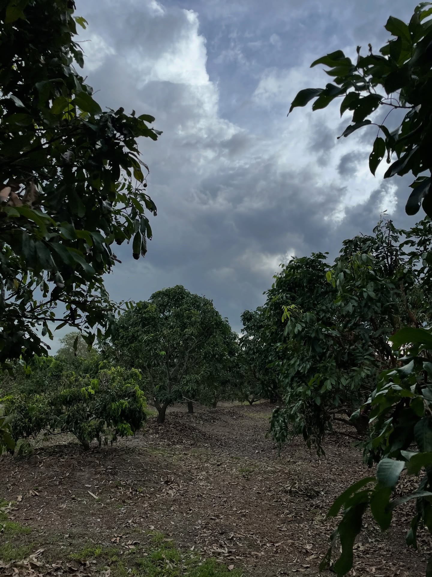 ซาร่า โฮเลอร์