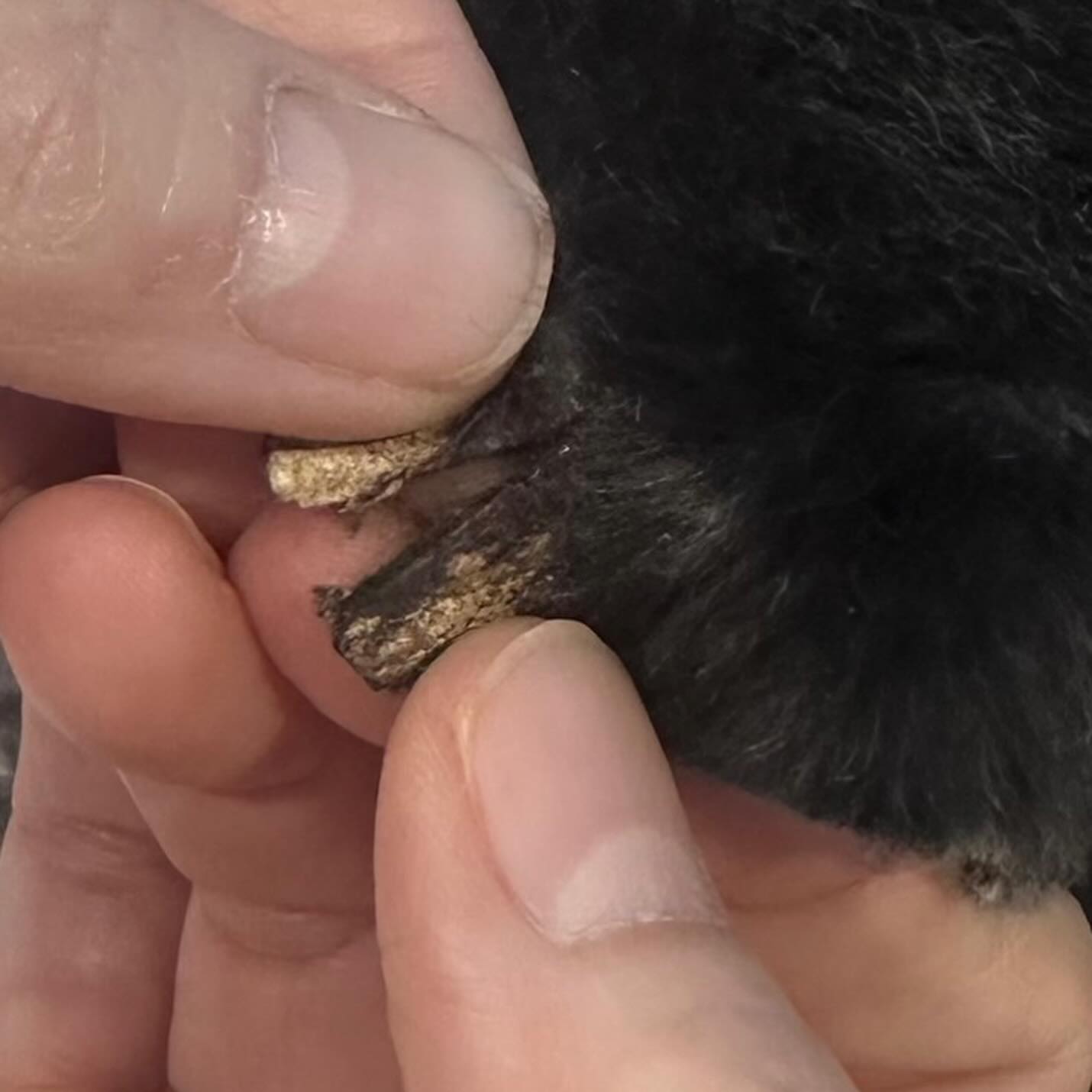 หนูเล็ก ก่อนบ่าย