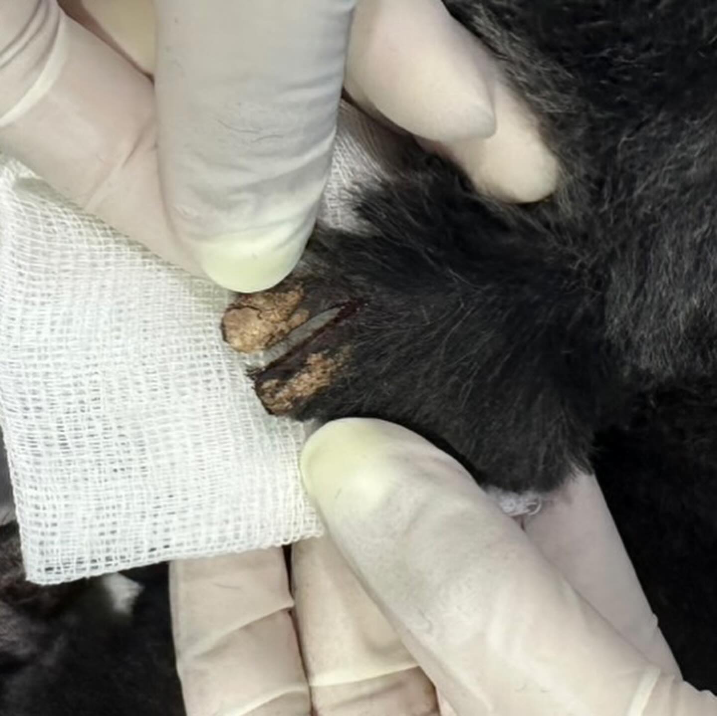 หนูเล็ก ก่อนบ่าย