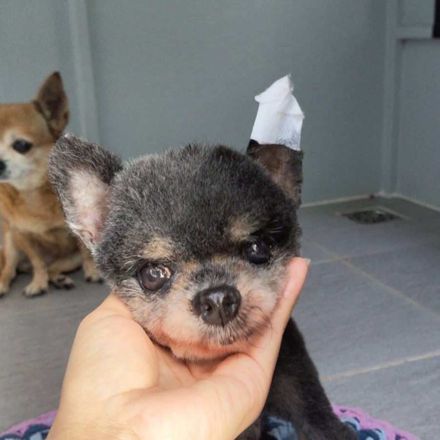 หนูเล็ก ก่อนบ่าย