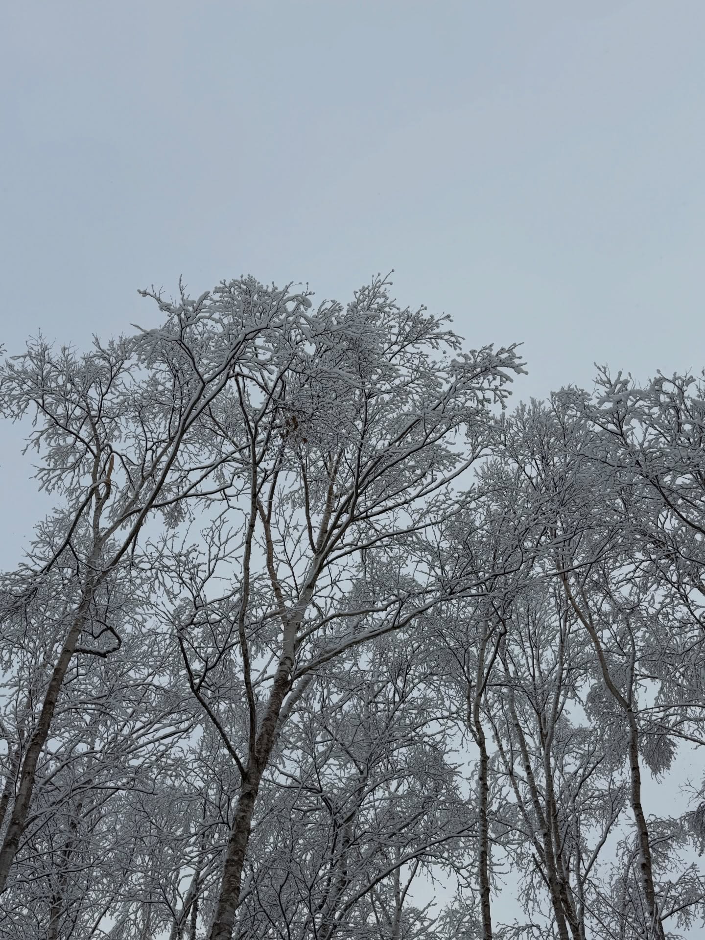 หน่อย เคน