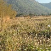 โบว์ เมลดา