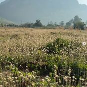 โบว์ เมลดา