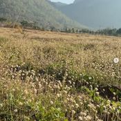 โบว์ เมลดา