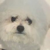 น้องมายู