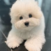 น้องมายู