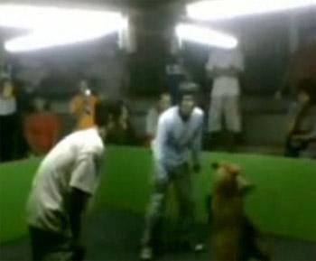 บ่อนสุนัขกัดกัน