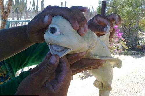 ฉลามตาเดียว