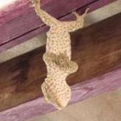 เลขเด็ด