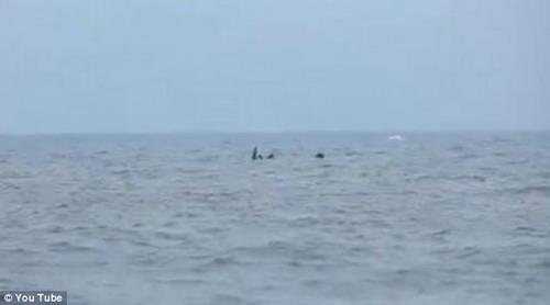 คลิปอ้างถ่ายติดสัตว์ประหลาด