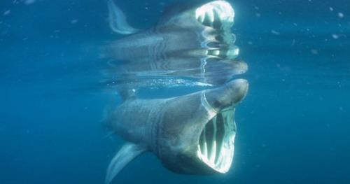 ฉลามบาสกิง