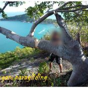 ฝรั่งตัดต้นไม้เกาะพะงัน