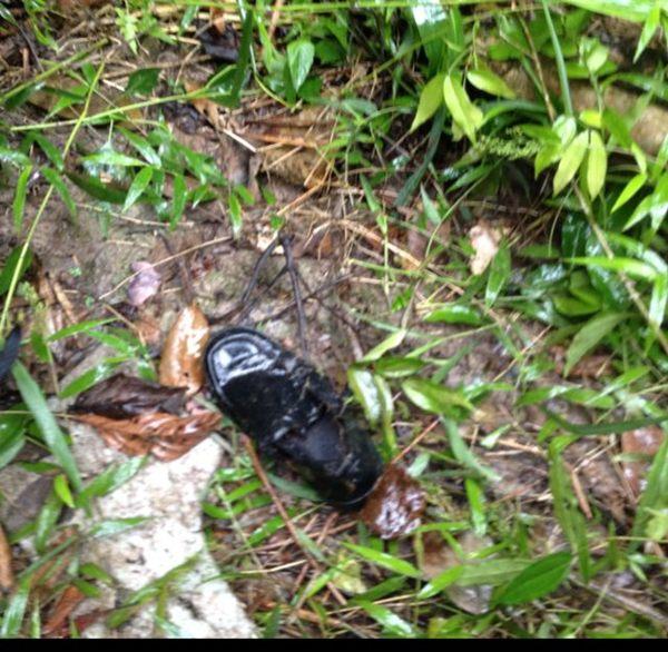 เครื่องบินตก เขาใหญ่