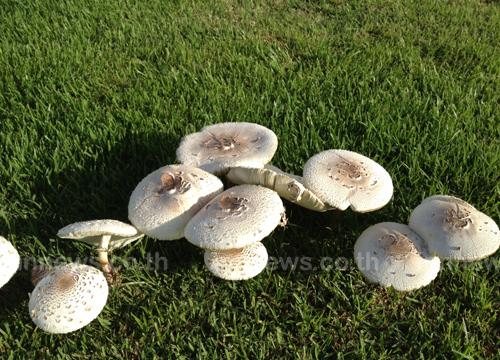 เห็ดขึ้นที่ทำเนียบรัฐบาล