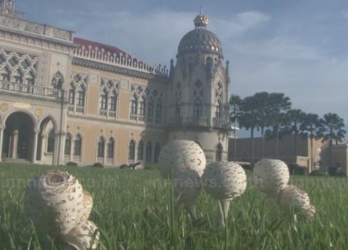 เห็ดขึ้นที่ทำเนียบรัฐบาล