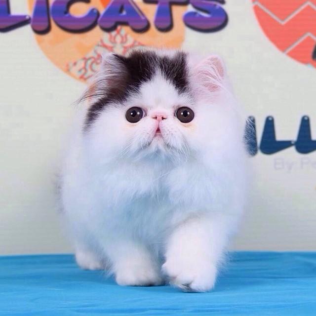 มิ้นต์ ภูผา