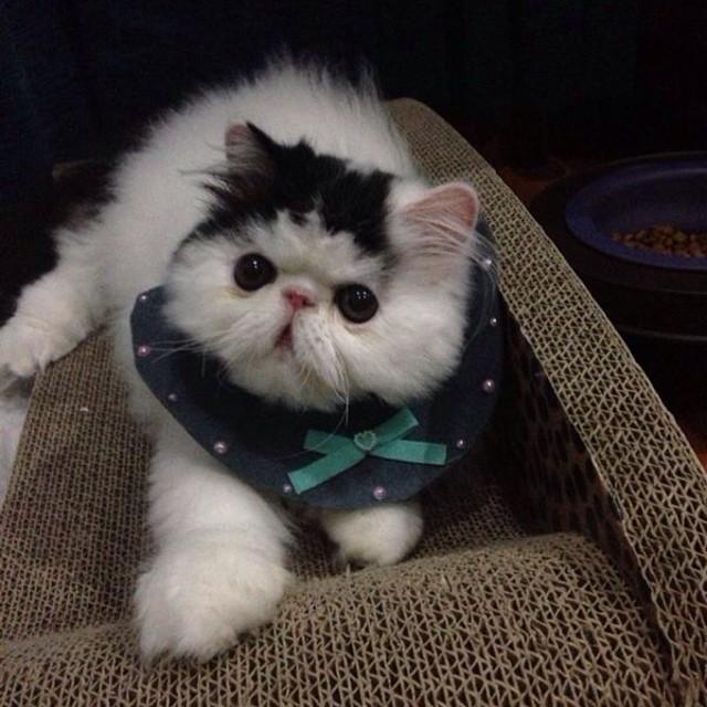 มิ้นต์ ภูผา