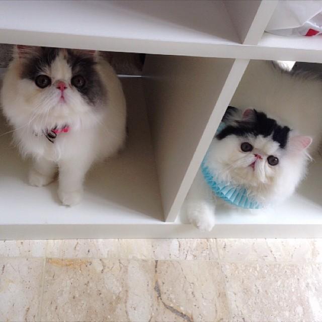 มิ้นต์ ภูผา