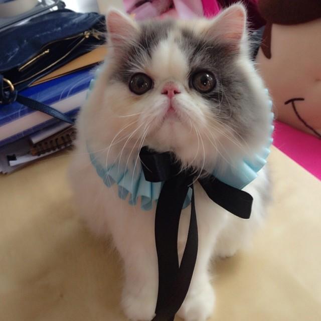 มิ้นต์ ภูผา