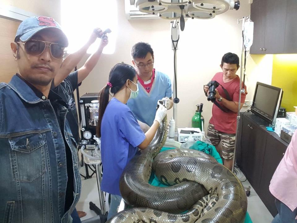 หมอช่วยงูอนาคอนด้า