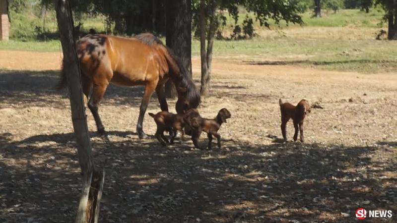 ม้าเลี้ยงแพะ