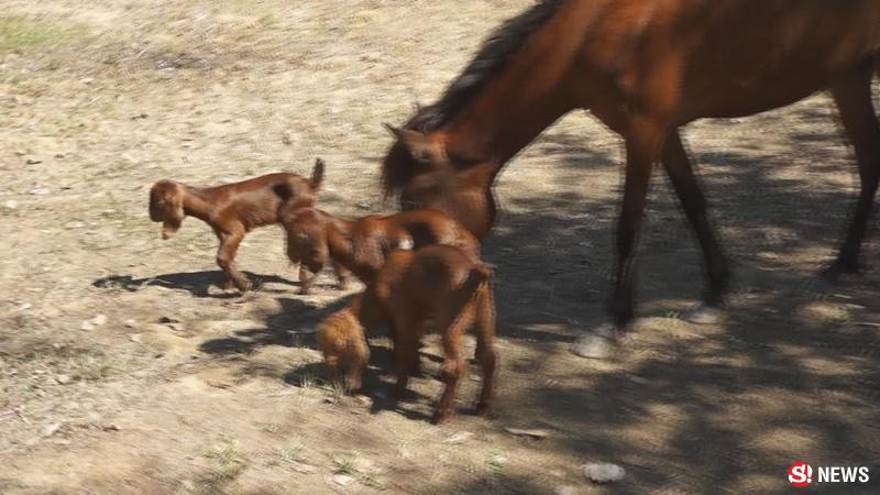 ม้าเลี้ยงแพะ