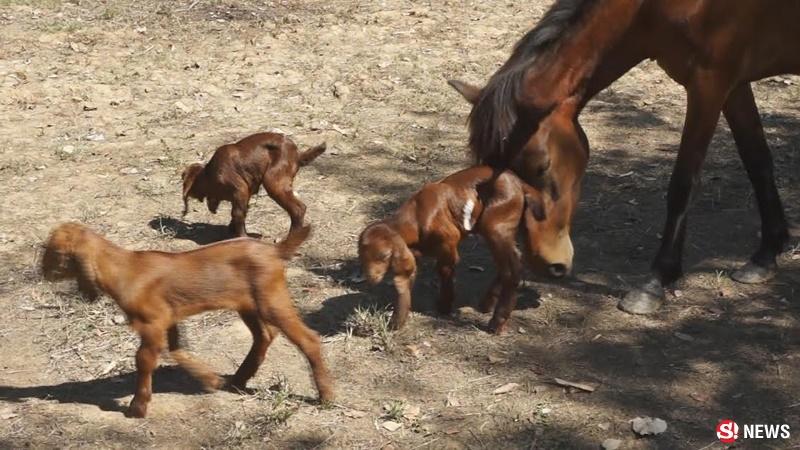 ม้าเลี้ยงแพะ