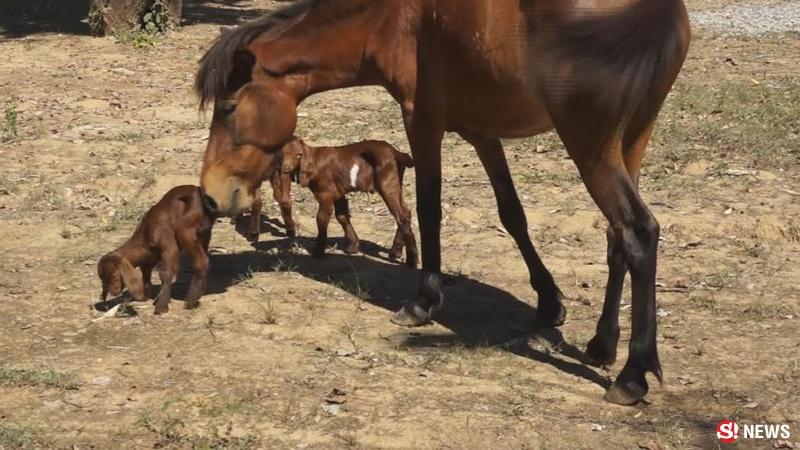 ม้าเลี้ยงแพะ