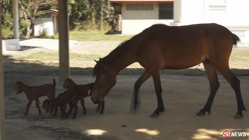 ม้าเลี้ยงแพะ