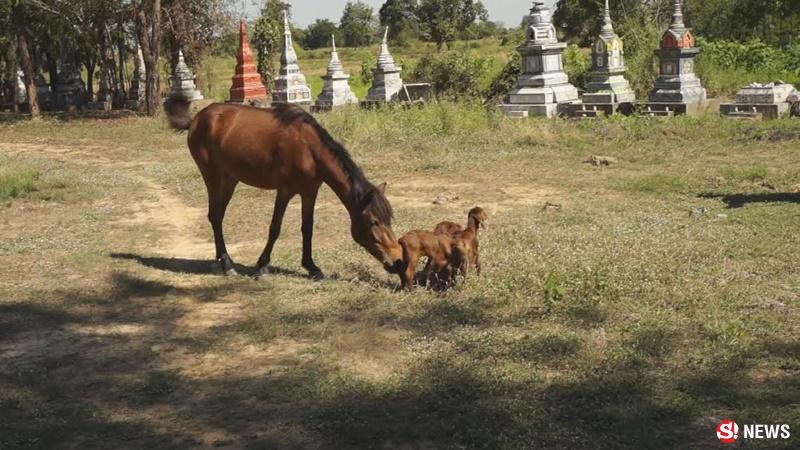 ม้าเลี้ยงแพะ