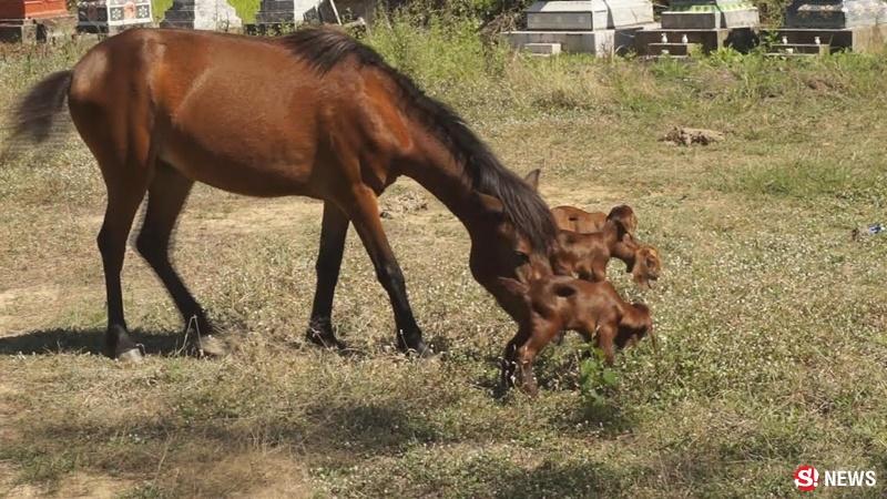 ม้าเลี้ยงแพะ