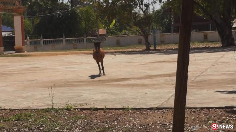 ม้าเลี้ยงแพะ