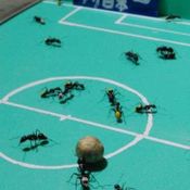 Ant World Cup 2010_3