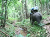 ช้างแบกสัมภาระเดินนำพวกเราไปก่อน